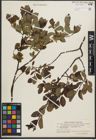 Foto von Salix phylicifolia L.